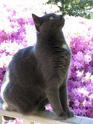 Russian Blue Mixed With Siamese