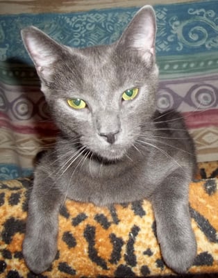 Russian Blue Mixed With Siamese