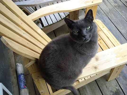 Russian Blue Mixed With Siamese