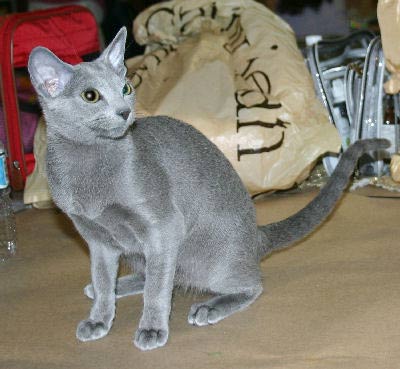 Russian Blue Mixed With Siamese