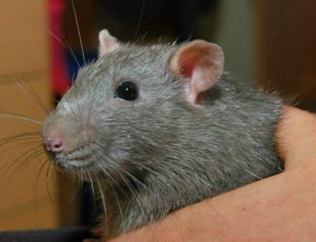 Russian Blue Rat