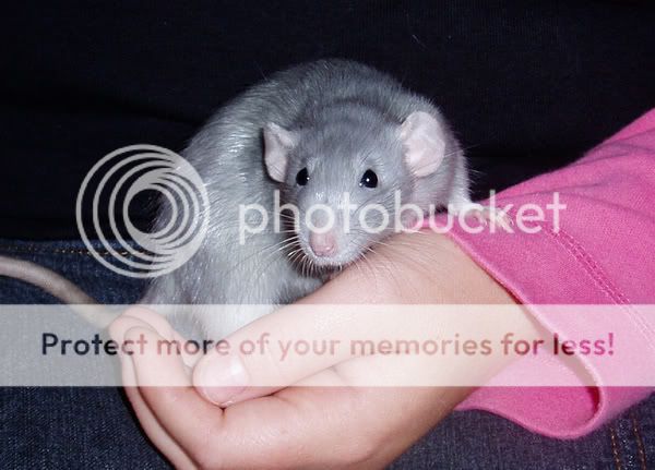 Russian Blue Rat