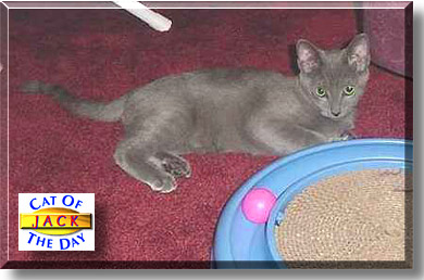 Russian Blue Siamese Mix