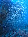 Schools Of Fish In The Ocean