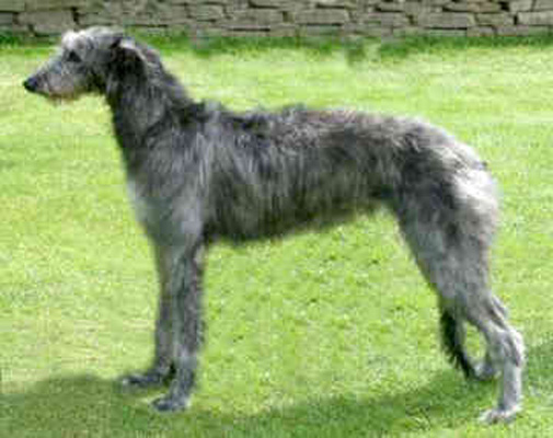 Scottish Deerhound Puppy