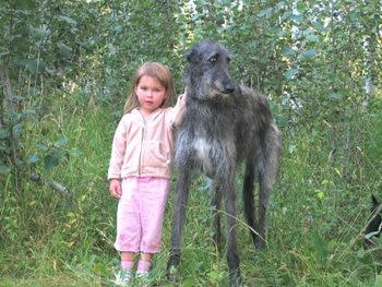 Scottish Deerhound Puppy