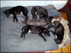 Scottish Deerhound Puppy