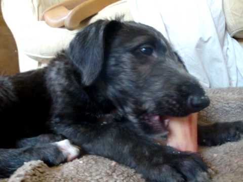 Scottish Deerhound Puppy