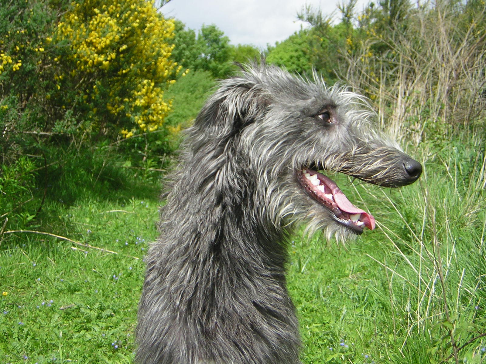 Scottish Deerhound Puppy