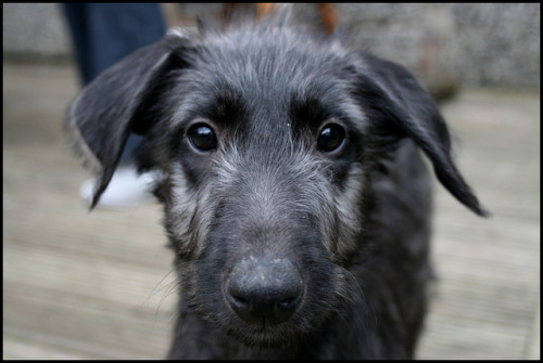 Scottish Deerhound Puppy