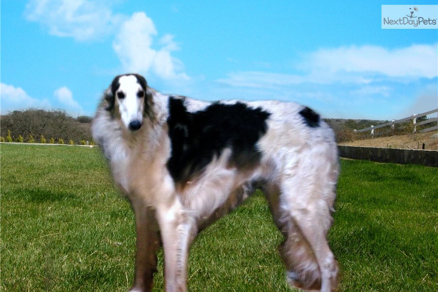 Scottish Deerhound Puppy