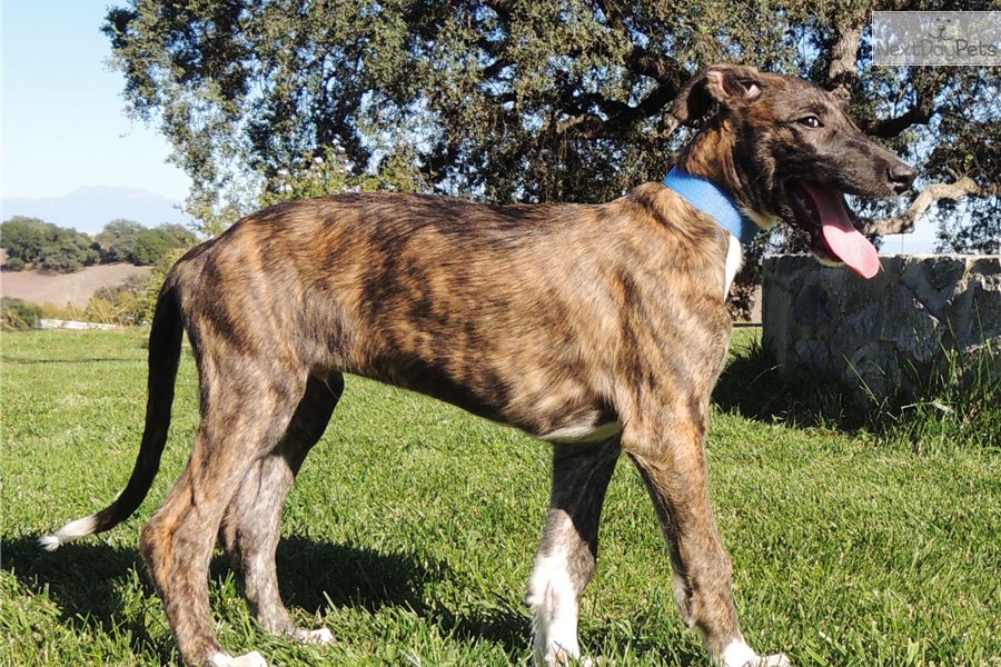 Scottish Deerhound Puppy