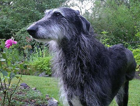 Scottish Deerhound Puppy