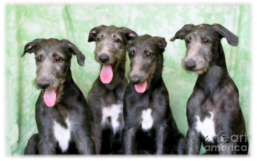 Scottish Deerhound Puppy