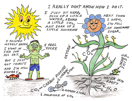 Simple Photosynthesis Equation