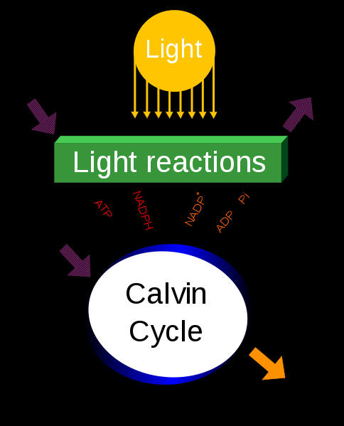 Simple Photosynthesis Equation