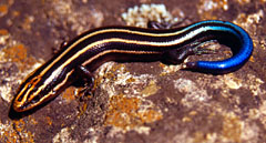 Skink Poop Pictures