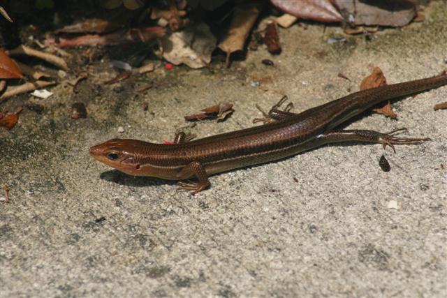 Skink Poop Pictures