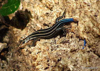 Skink Poop Pictures