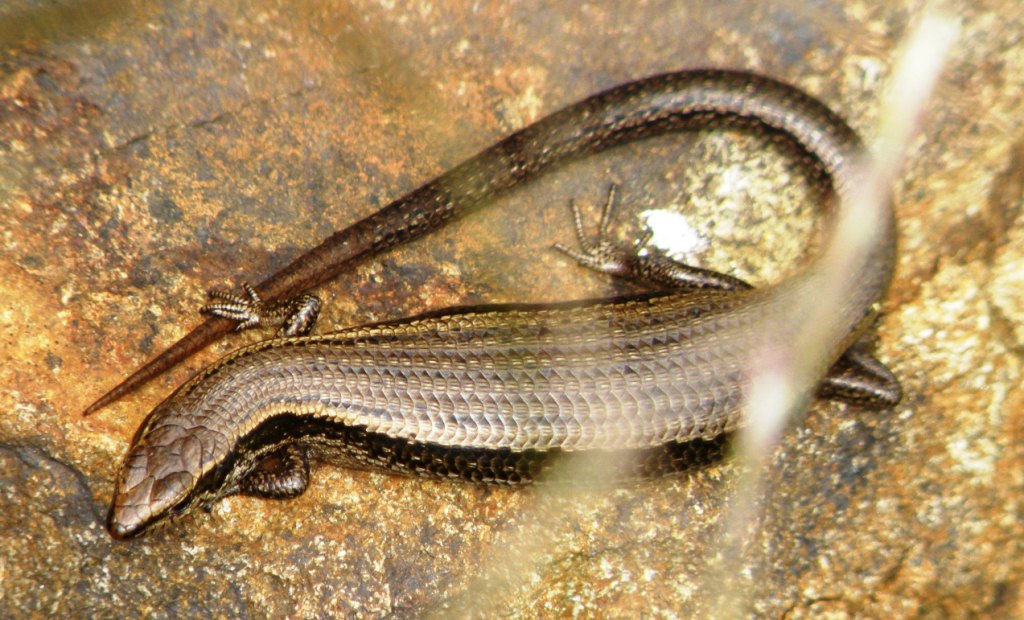 Skink Poop Pictures