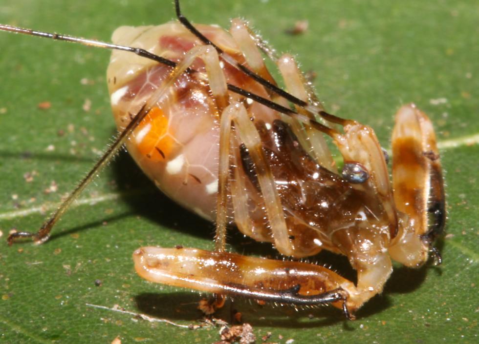 Skink Poop Pictures