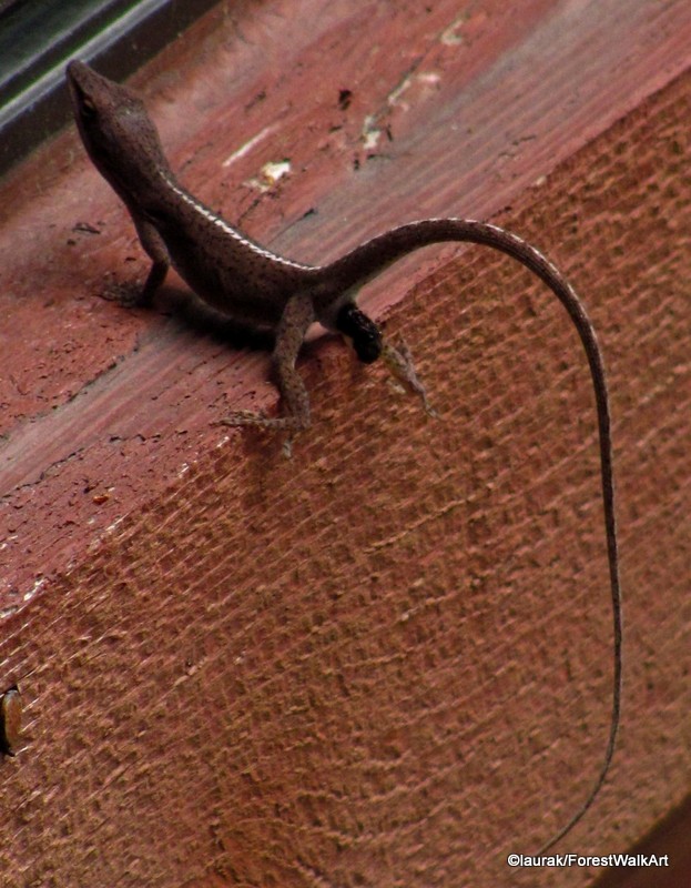 Skink Poop Pictures