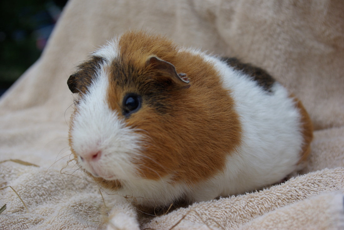 Skinny Pig Boar