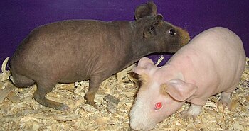 Skinny Pig Boar