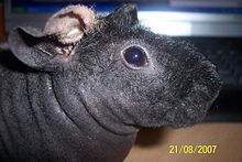 Skinny Pig Boar