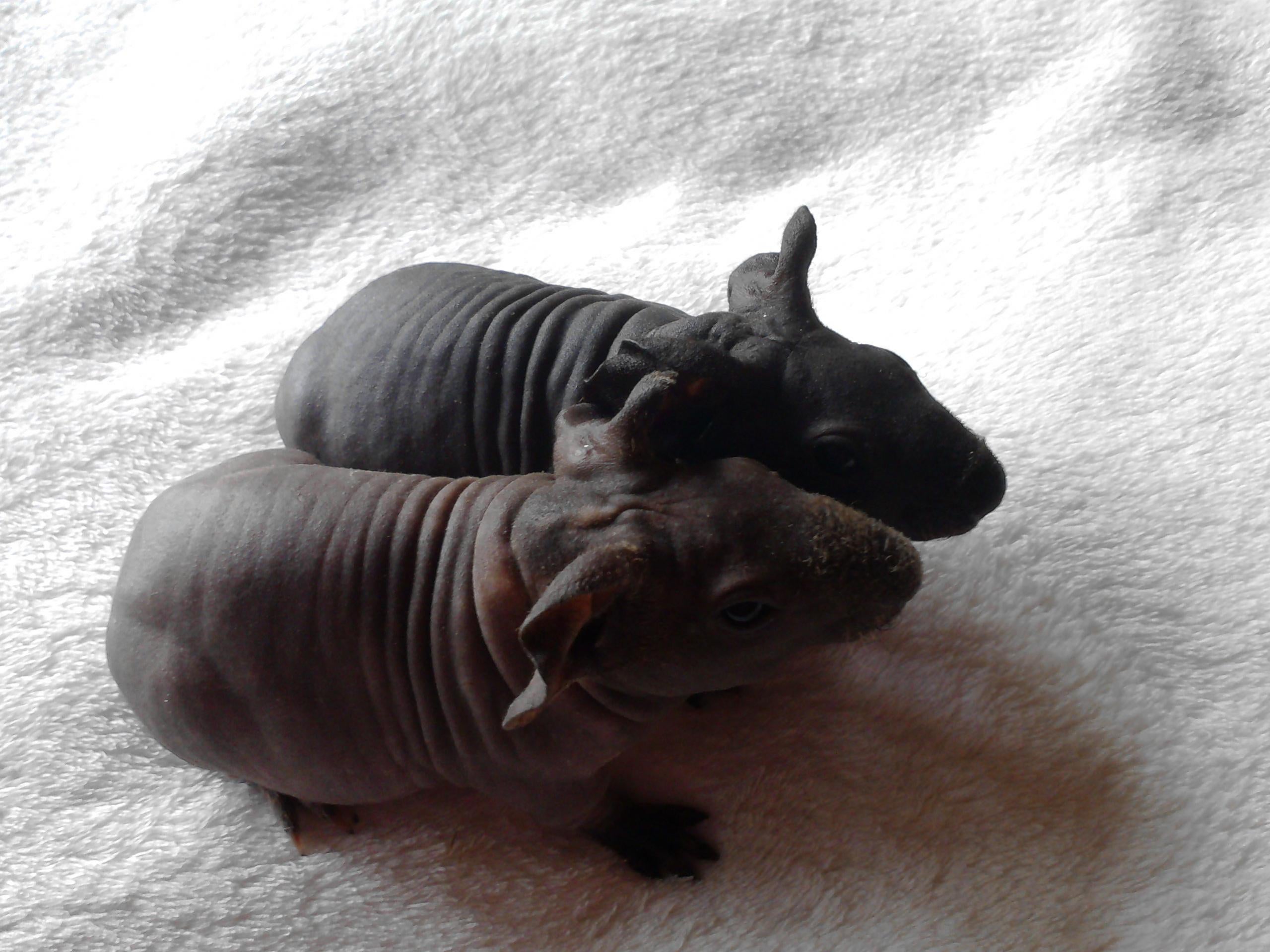 Skinny Pig Boar