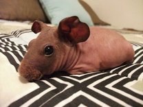 Skinny Pig Boar