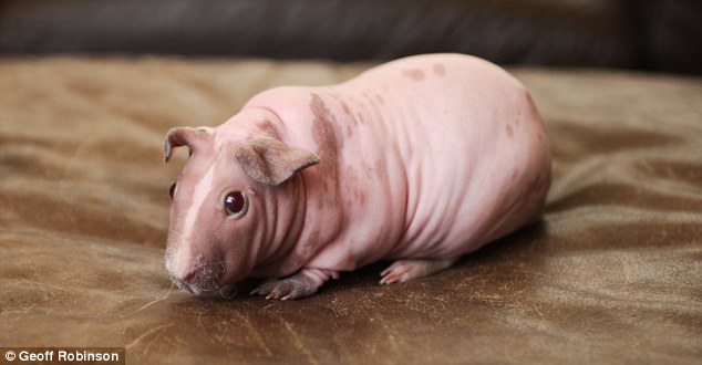 Skinny Pig For Sale Australia