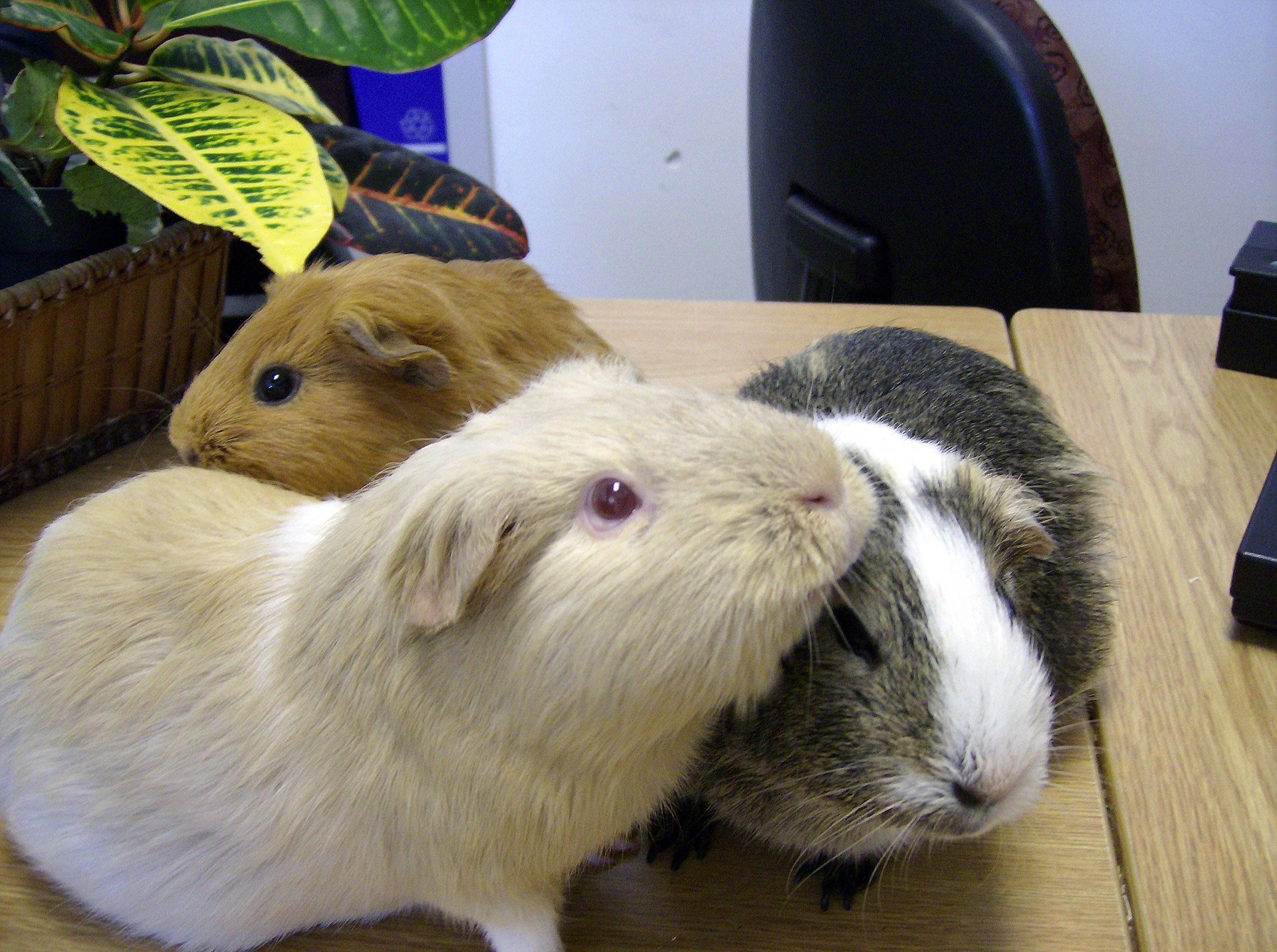 Skinny Pig For Sale Australia