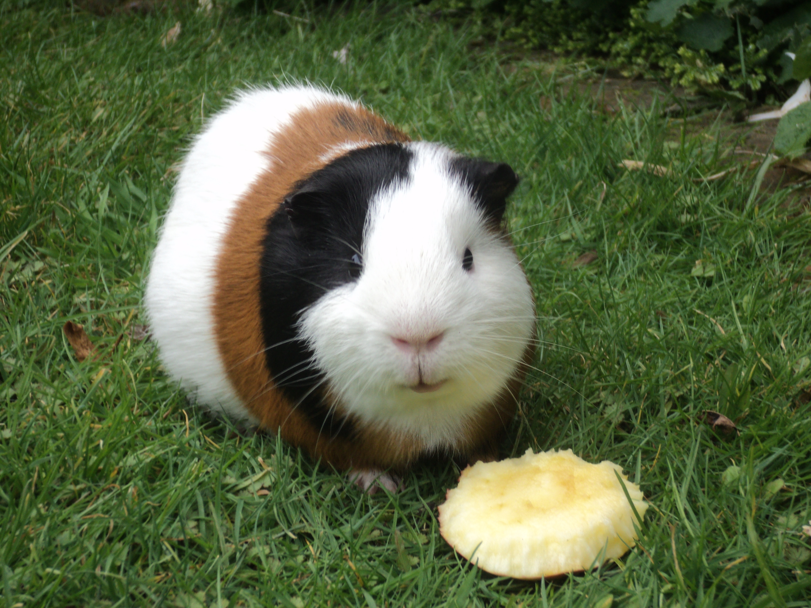 Skinny Pig For Sale Australia