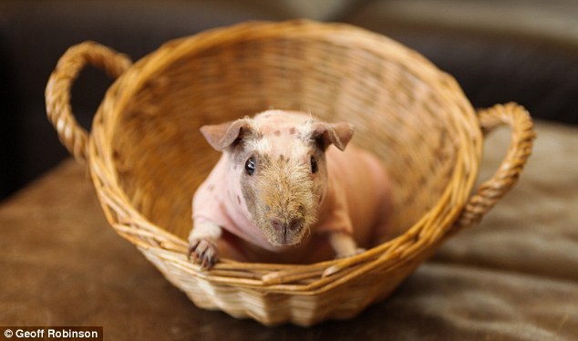 Skinny Pig For Sale Australia