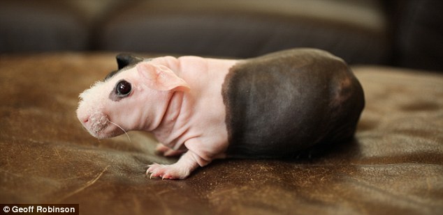 Skinny Pig For Sale Australia