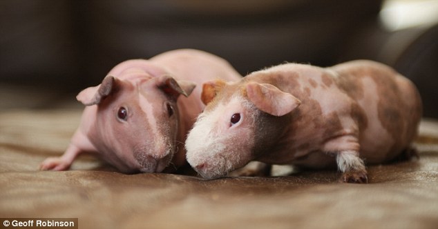 Skinny Pig For Sale Australia