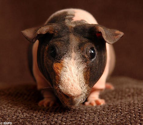 Skinny Pig For Sale Australia