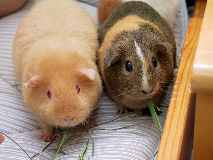 Skinny Pig For Sale Australia