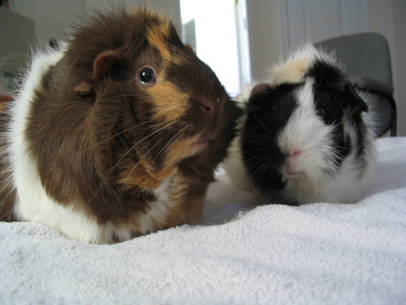 Skinny Pig For Sale In Essex