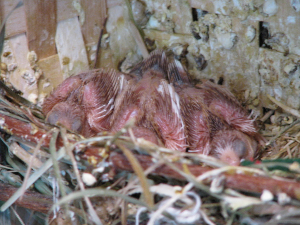 Society Finch Babies