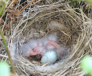 Society Finch Babies