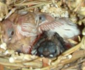 Society Finch Babies