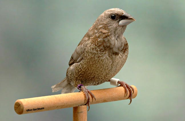 Society Finch Bird