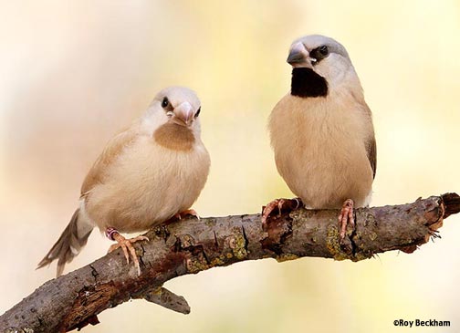 Society Finch Bird