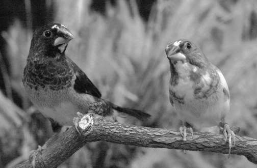 Society Finch Eggs