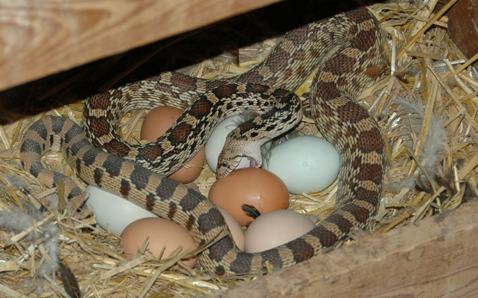 Society Finch Eggs