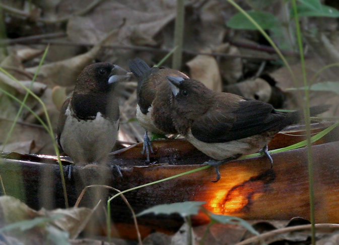 Society Finch Eggs