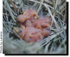 Society Finch Eggs