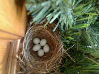 Society Finch Eggs